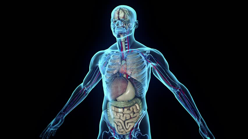 болезни органов