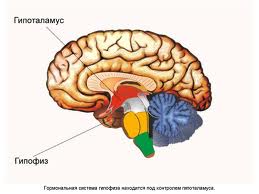 gipofiz1.jpg gipofiz1.jpg
