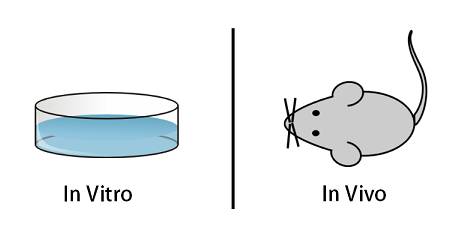 in vitro