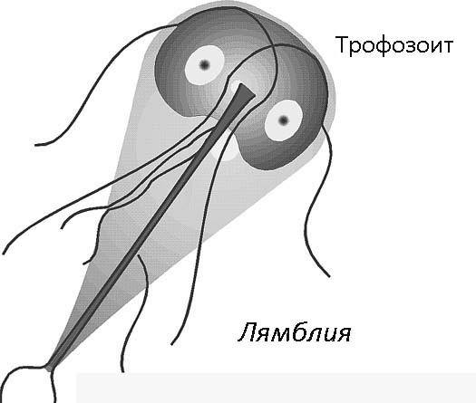 лямблии