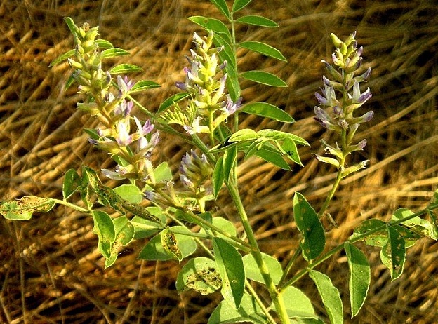 Солодка для повышения иммунитета