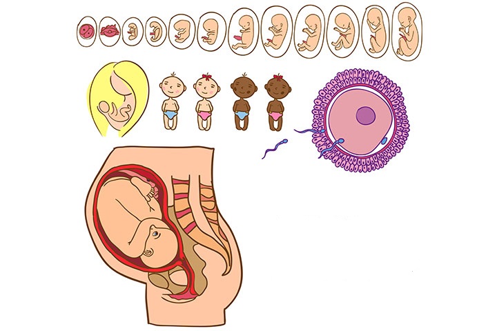 ведение беременности