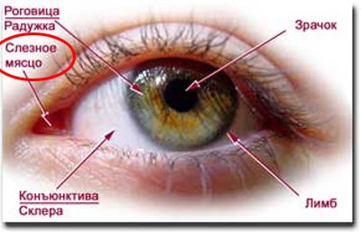 Строение глаза