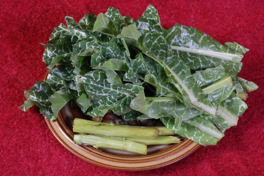 расторопша