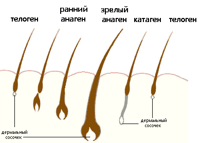 Волосы человека Волосы человека