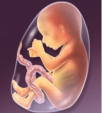 Второй триместр беременности Второй триместр беременности