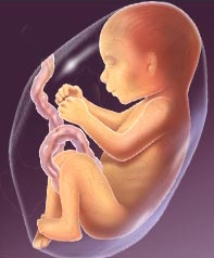 Второй триместр Второй триместр